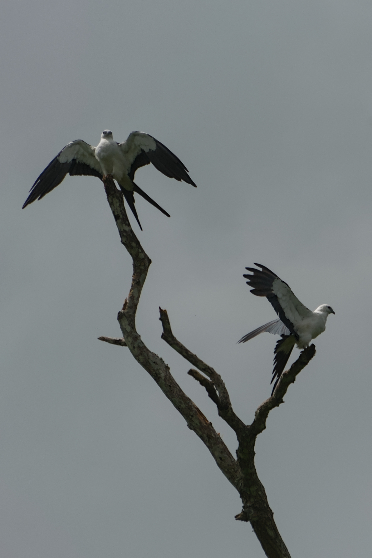 Gavião-tesoura (Elanoides forficatus)