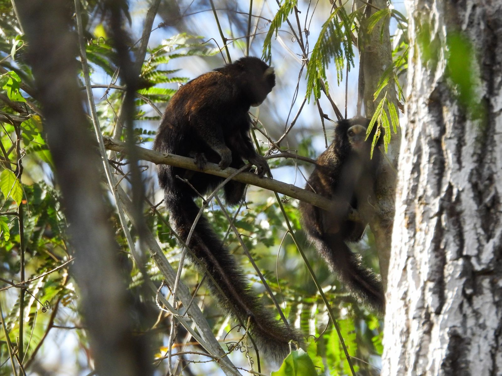 Dois indivíduos de Callithrix aurita observados em campo