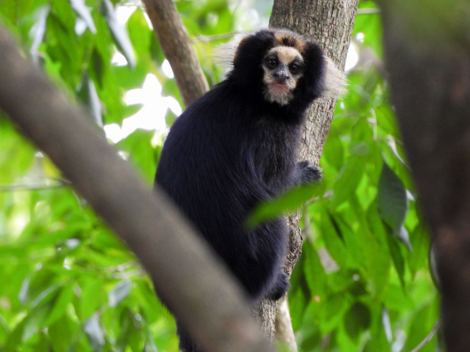 Sagui-da-serra-escuro (Callithrix aurita) registrado em campo