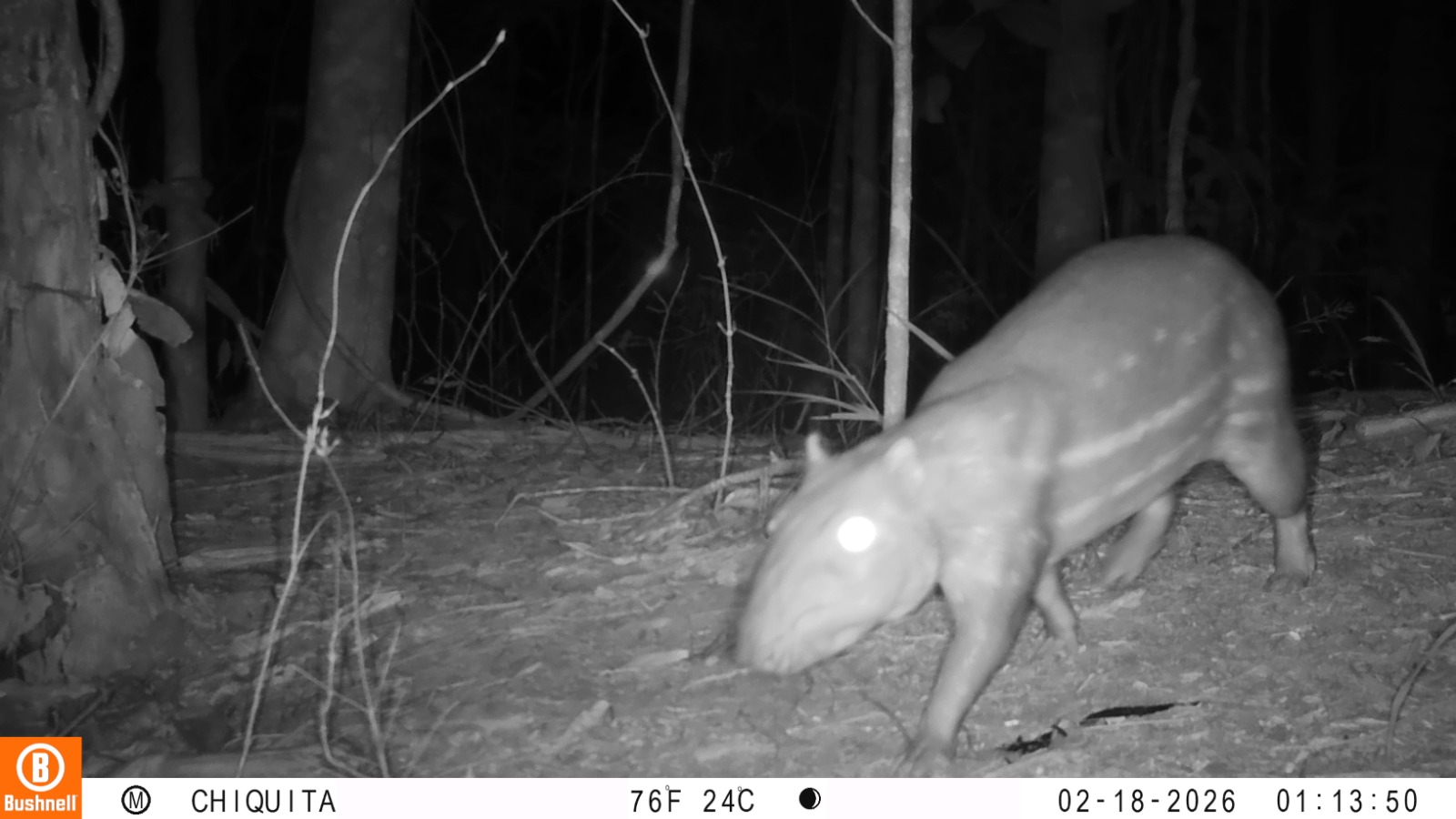 Paca (Cuniculus paca)