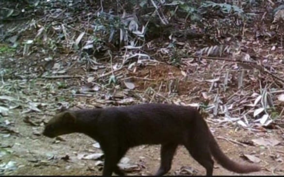 Jaguarundi (Herpailurus yagouaroundi)