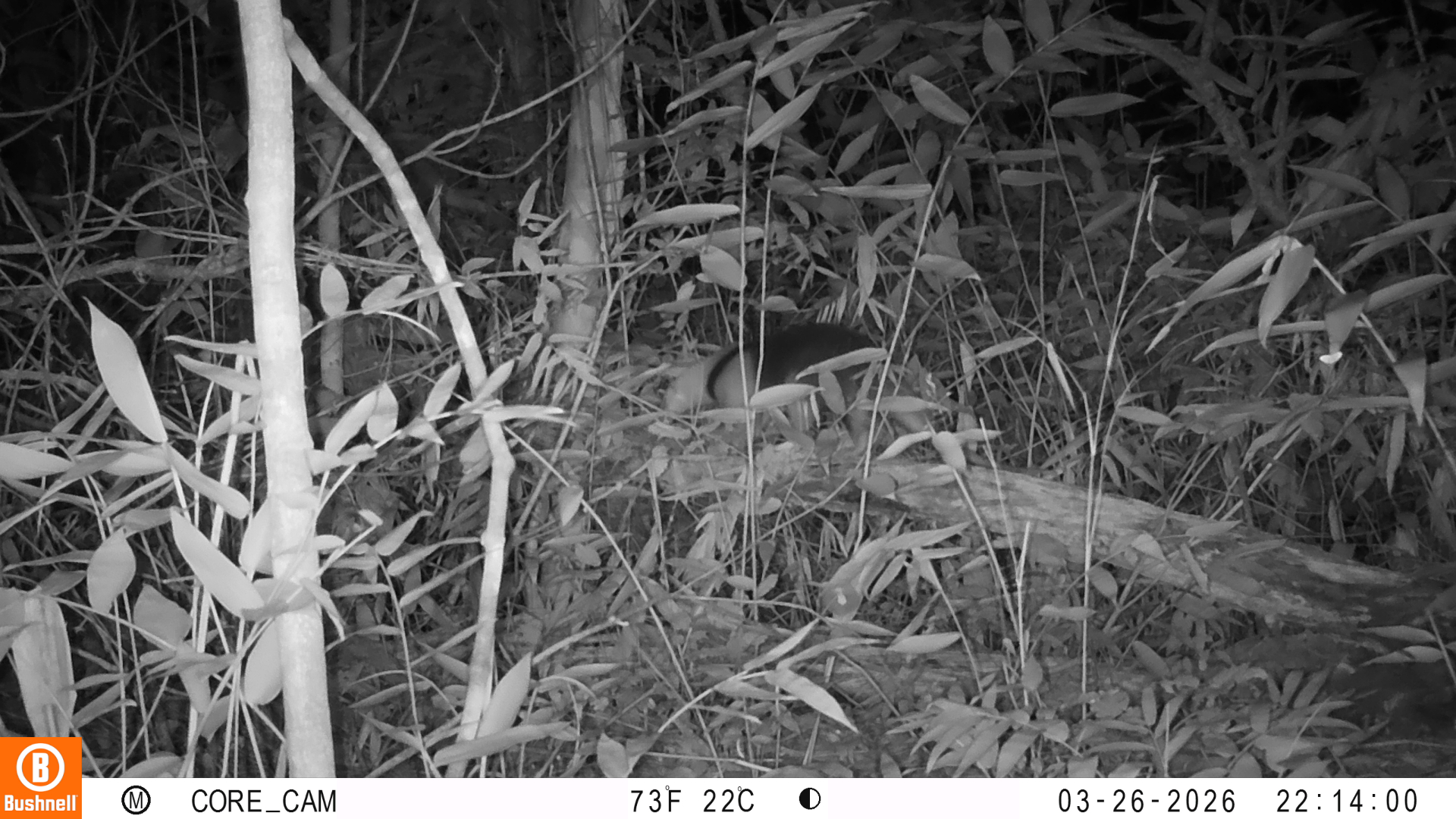 Tamanduá-mirim (Tamandua tetradactyla)